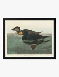 Audubon American Scoter Ducks Art Print Black