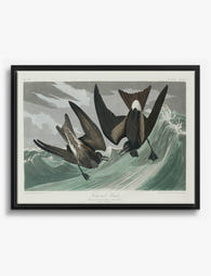 Audubon Fork tailed Petrels Canvas Print Black