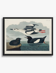 Black Guillemot by Audubon Canvas Print Black