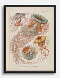 Haeckel Jellyfish Elegance Canvas Print Black