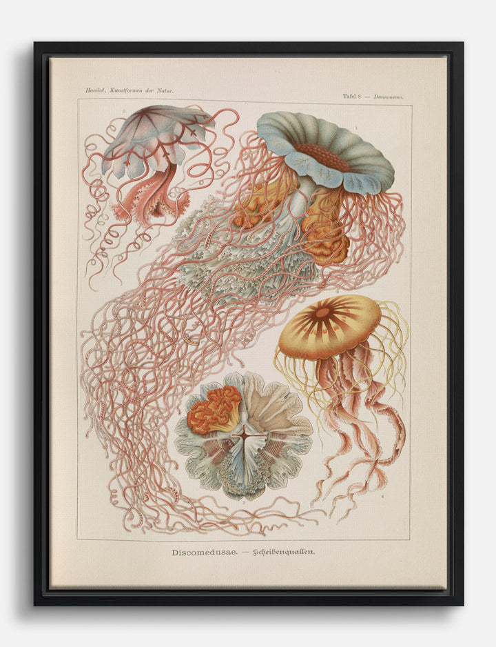 Haeckel Jellyfish Elegance Canvas Print Black