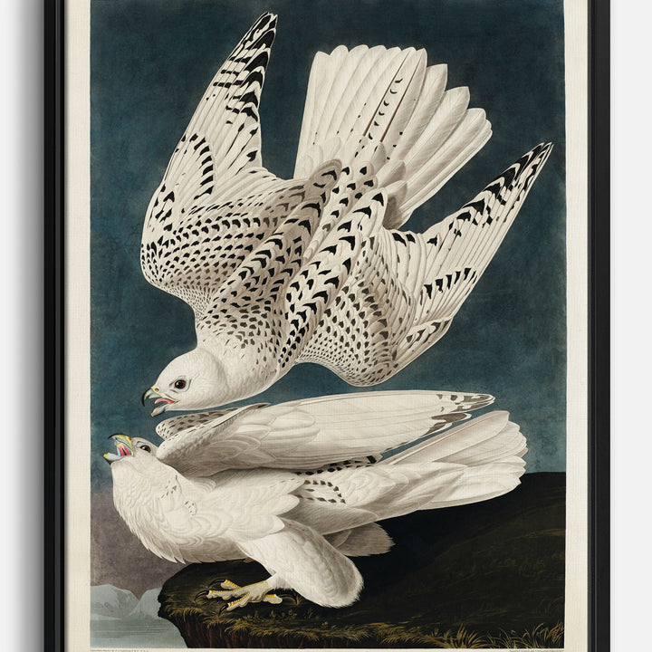 Wildlife Canvas Prints