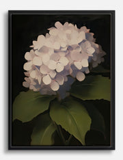 Hydrangea Canvas Prints