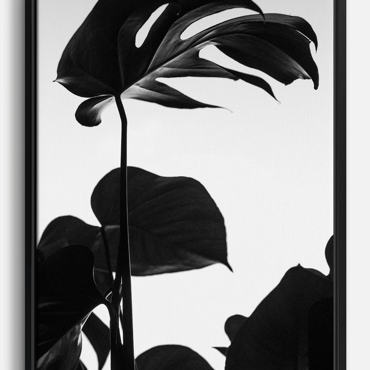 Monstera Canvas Prints