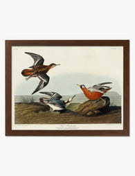 Red Phalarope by Audubon Art Print Brown