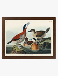 Colorful Ruddy Ducks Gathering Art Print Brown