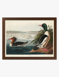 Goosander by Audubon Art Print Brown