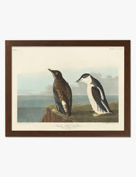 Coastal Guillemots Art Print Brown