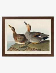 Gadwall Ducks by Audubon Art Print Brown