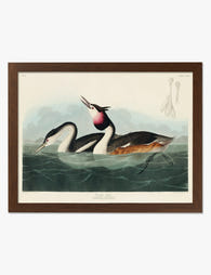Crested Grebes by Audubon Art Print Brown