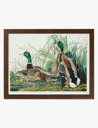 Mallard Gathering by Audubon Art Print Brown