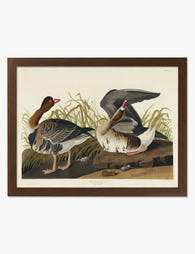 White Fronted Goose by Audubon Art Print Brown