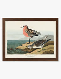 Red Breasted Sandpiper by Audubon Art Print Brown