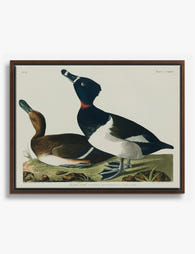 Ring Necked Duck Pair Canvas Print Brown