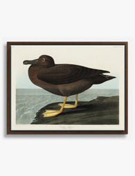 Dusky Albatross by Audubon Canvas Print Brown