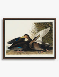 Dusky Duck by Audubon Canvas Print Brown
