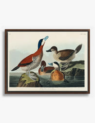 Colorful Ruddy Ducks Gathering Canvas Print Brown
