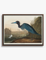Blue Heron by Audubon Canvas Print Brown