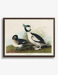 Bufflehead Ducks by Audubon Canvas Print Brown