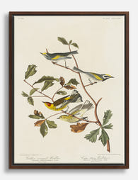 Audubon Warblers Canvas Print Brown