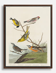Birds of America by Audubon Canvas Print Brown