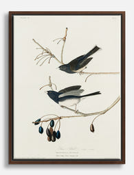 Snow Bird by Audubon Canvas Print Brown