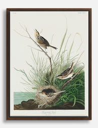 Sharp Tailed Finch by Audubon Canvas Print Brown