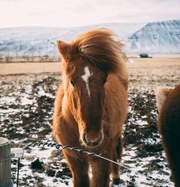 Horse Art Prints