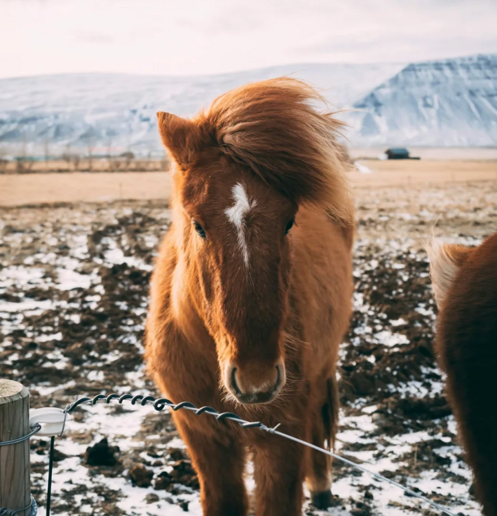 Horse Art Prints