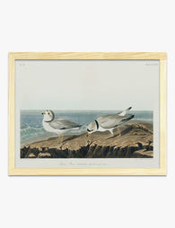 Piping Plovers by Audubon Art Print Oak