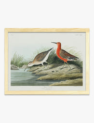 Pigmy Curlew by Audubon Art Print Oak