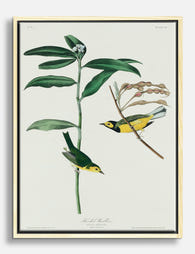 Hooded Warbler by Audubon Canvas Print Oak