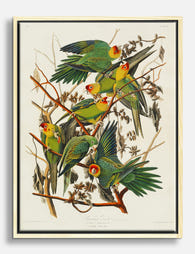 Carolina Parrot by Audubon Canvas Print Oak