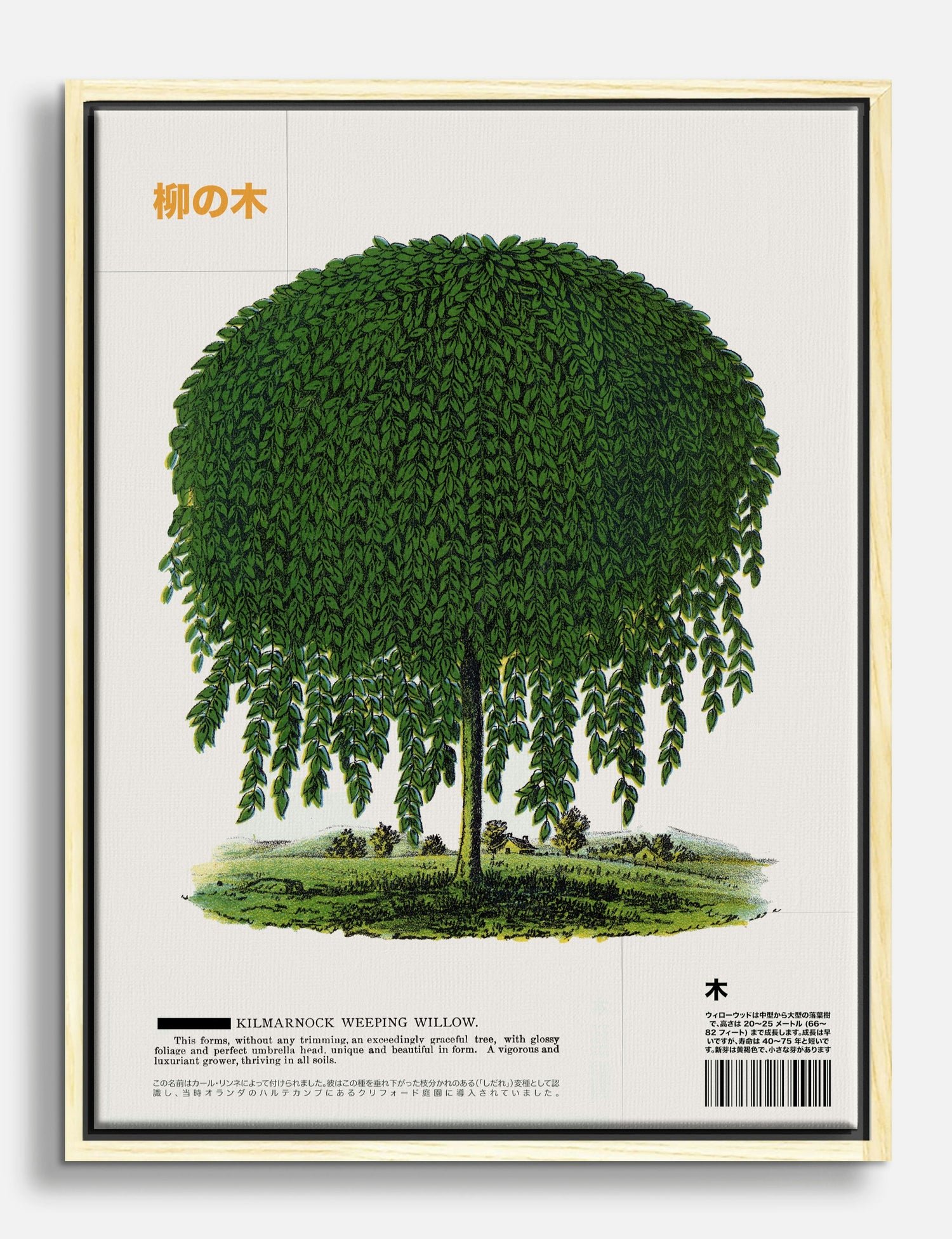 Willow Whispers Canvas Print Oak