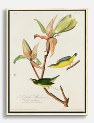 Kentucky Warbler by Audubon Canvas Print Oak