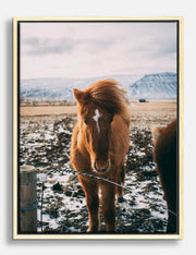 Horse Canvas Prints