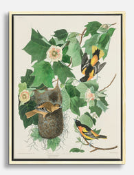 Baltimore Oriole by Audubon Canvas Print Oak