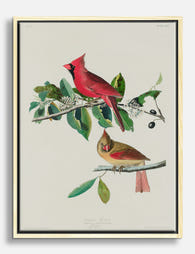 Audubon’s Cardinal Pair Canvas Print Oak