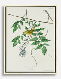 Audubon Yellow Warbler Canvas Print Oak