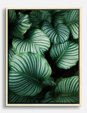 Jungle Canvas Prints