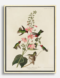Hummingbirds & Hibiscus Charm Canvas Print Oak