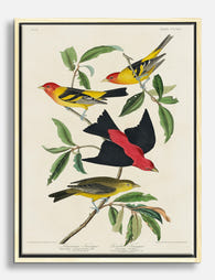 Audubon’s Colorful Tanagers Canvas Print Oak