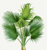 Plant Art Prints