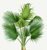 Plant Art Prints