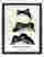 Matsumotos Frogs Art Print - Black