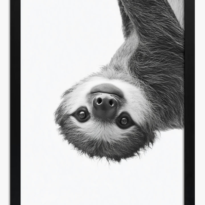Sloth Art Prints