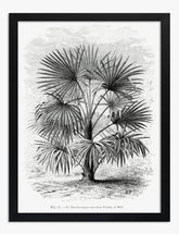 Elegant Vintage Palm Art Print - Black