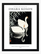 Swans Art Prints