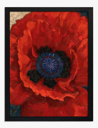 Radiant Scarlet Poppy Art Print - Black