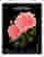Paris Night Blooms Art Print - Black